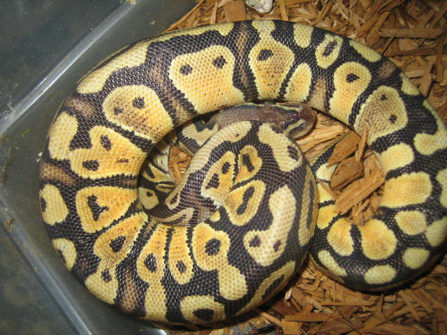 Body shot of ParaPastel