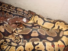 Bell pastel breeding 11-23-04