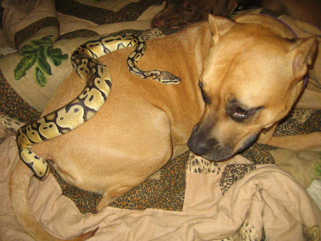 Pastel Pit ball