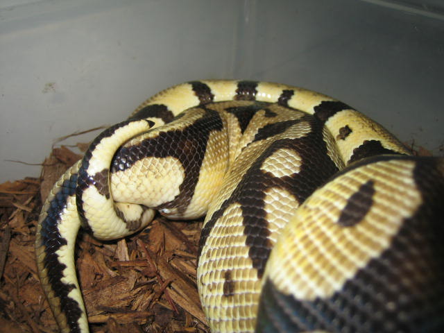 Pastel X Pastel Close up
