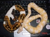 Here is a albino and a pied