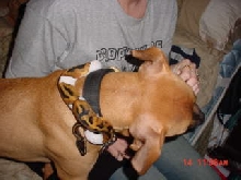 Pied and a PIT