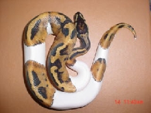 Pied ball python