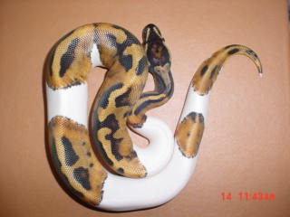Pied ball python