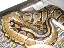 Spider X Unknown female