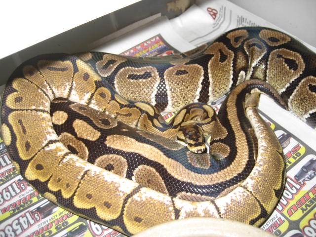 Spider X Unknown female