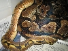 Spider breeding