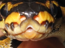 Male sibling to Spotnose