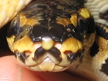 Female sibling spotnose