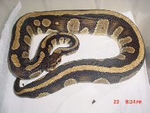 Striped female Unproven YET