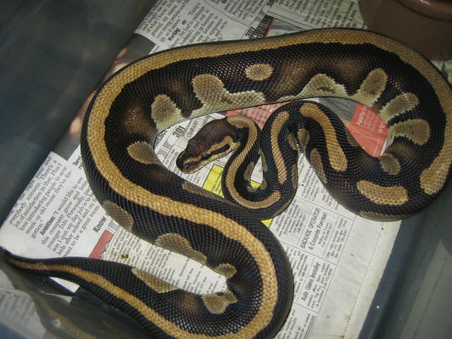 Striped ball