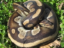 Harlequin female