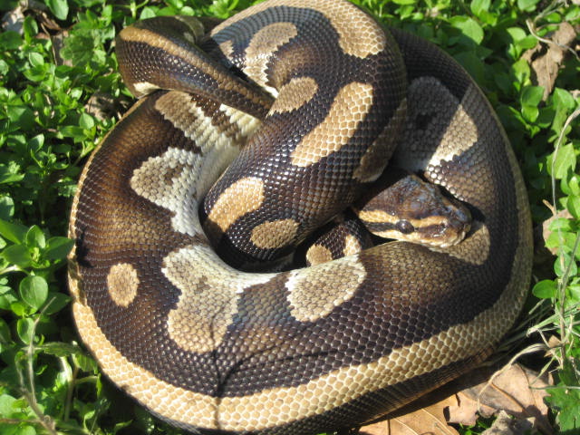 Harlequin female
