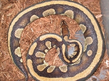 SuperStriped female