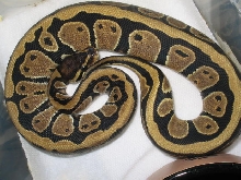 striped baby femaLE