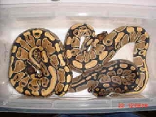 HIGH YELLOW BALL FEMALES