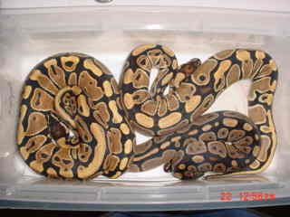 HIGH YELLOW BALL FEMALES