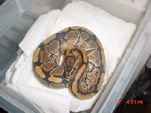 Unknown Morph