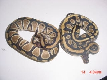Two Weird Female Balls