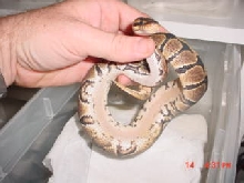 Unknown Morph Belly