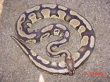 weird male breeder