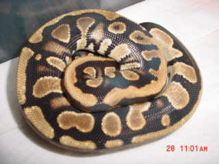 Weird ball female