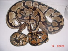 Weird Mother with babies