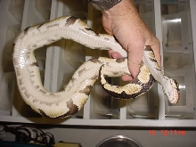 Weird breeder male belly