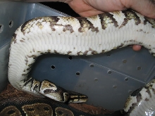 adult White belly female poss YB