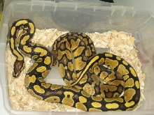 Super YELLOW YB with Imported pastel