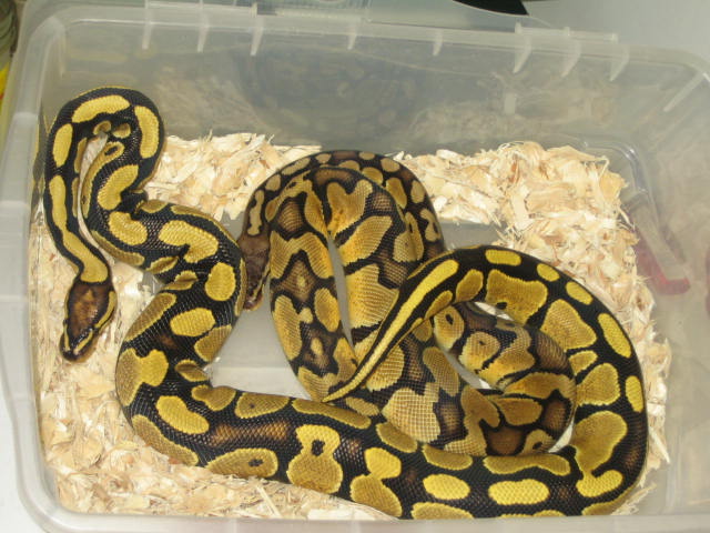 Super YELLOW YB with Imported pastel