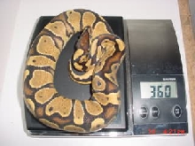 360 Gram Yellow belly Male......OUCH