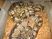YB breeding Gravid Import