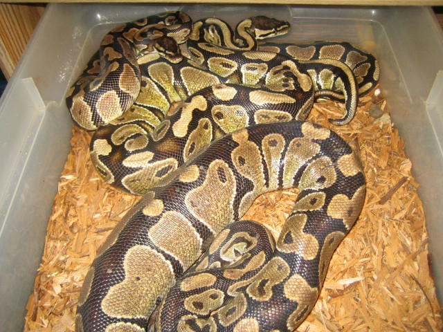 YB breeding Gravid Import