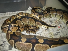 Big Brute female bred by YB