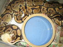 Yb Breeding-feeding