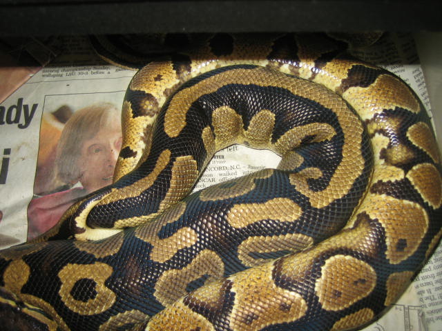 YB breeding female 11-16-05