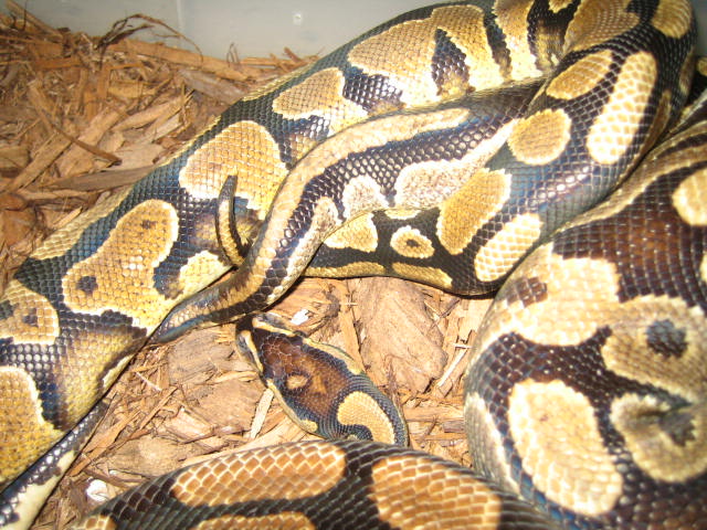 Yellow bell breeding