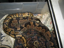 YB breeding #2