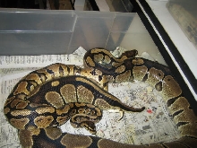 YB breeding big brute