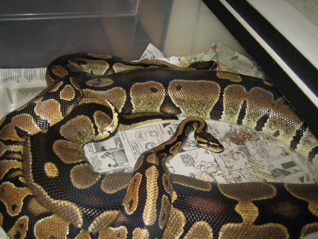 Yellowbelly with Big Brute 12-15-05