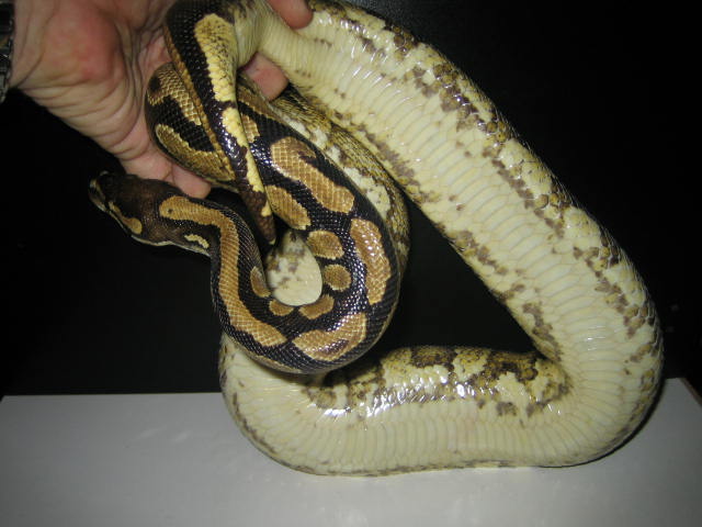 Female Unproven Yellow belly