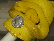 Canary GTP males
