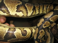 Yellow belly male Sidee