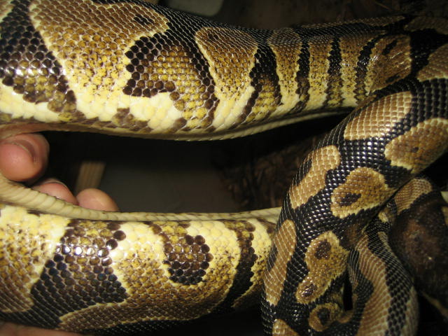 Yellow belly male Sidee