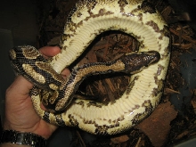 Yellow belly male