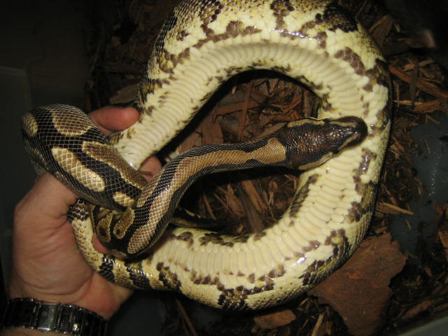 Yellow belly male