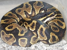 Weird Yellow belly male