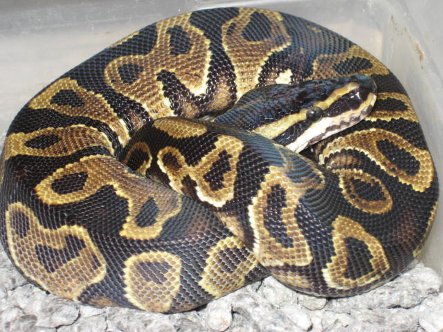 Weird Yellow belly male