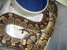 YB breeding Carmel looking female